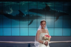 Wedding bride at Mystic Aquarium in Connecticut.