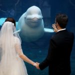 Wedding and Beluga Whale Mystic CT Aquarium